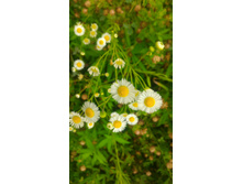 P 20180721 112813 DF.jpg