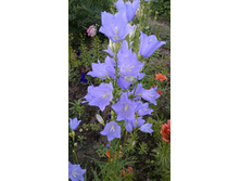 ������������