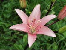 ����� �����.JPG