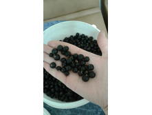 ������ ���������