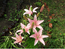 ����� �����.JPG