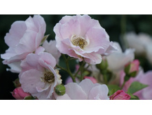 �������������� Sommerwind