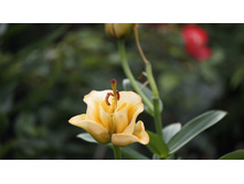 ����� ������� �����