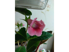 ����� "��������� ����"