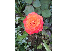 IMG 20180710 193205.jpg