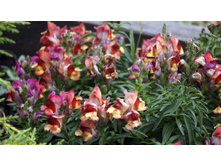 ������� ��� ������ ��� �����