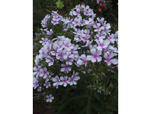 ����� ������