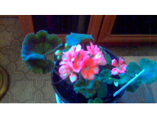 ���������� PAC Lorena