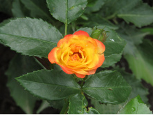 ����������� ���� Sunmaid / ������ ���������