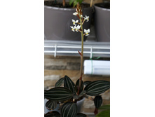 ������� �������