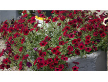 ������� ��������� ������ ���� Red Velour