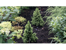 ��� gl. Daisys White