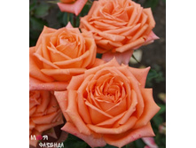 ��������� �����-��������� Eldorado (175)