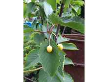 ������ ������ �������.