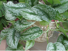 ���������� ������