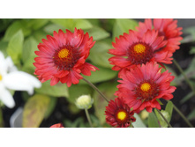 ��������� ����������� ������� ��� ������