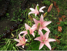 ����� �����.JPG