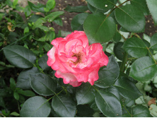 ���� ��������� / ������ ���������.JPG