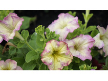 ������� ��������������� ��������� Antique Shades