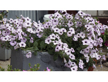 ������� ��������� ������ F1