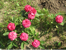 ���� �����-�������� / ��������.JPG