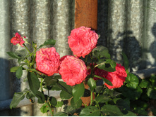 � ��������.JPG