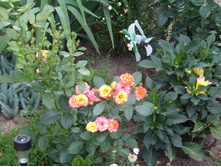 ����������� ���� Sunmaid / ������ ���������