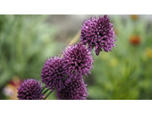 ��� ���. �������������