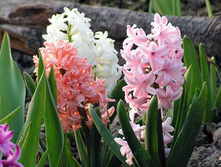 ������� ������� � �����