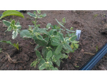 ���� ��� ������