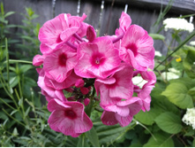 ��������� �����