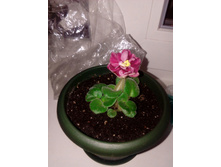 ������ �����