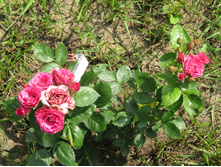 ��� ����� ����� (LOVELY LYDIA).JPG