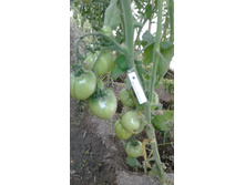 ������� �� ���������.jpg