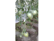 �. �������.jpg