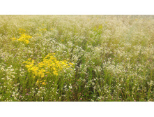 P 20180721 112728 HDR.jpg