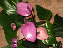 ��������  ������ ������� -  700 - 800 ���.