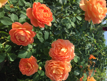 ���� �� �����