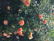 ���� �� ����� ���� �������