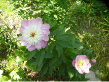 P1070831.JPG ���� ���������(��������?)