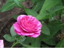 �����/���� ���� Heidi Klum / ������ ���������.JPG