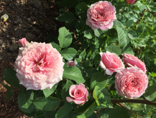 ���� ������ ������.JPG