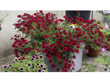 ������� ��������� ������ ���� Red Velour