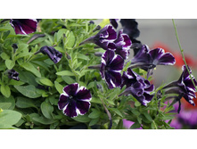 ������� Sweetunia Miss Marvelous