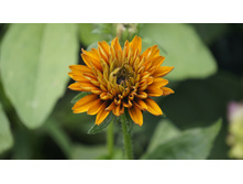 �������� �������� ���