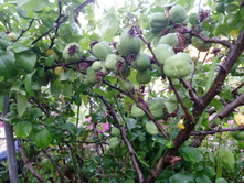 ���� ��������