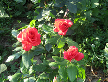 � ��������.JPG