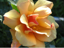 Belle Epoque / ��������� ���������.JPG