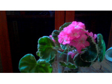 ���������� Chelsy Jem