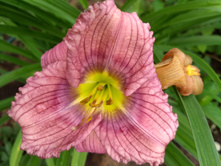 IMG 20180721 083733411.jpg